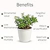 Jade Feng Shui Plant