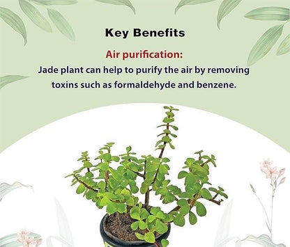 Jade Feng Shui Plant